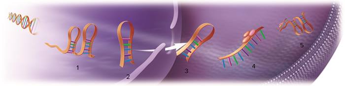 Micro and macro of RNA Function